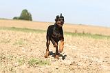 DOBERMANN 074